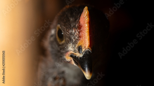 Close-up macro portrait of a young growing chick head near a warm brooder heat lamp in a dark coop. Concept of poultry farming, chick care, and livestock brooding.