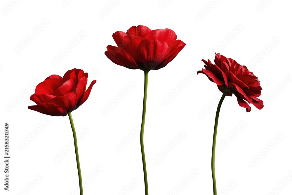 Obraz premium Three bright red blossoms on tall slender stems