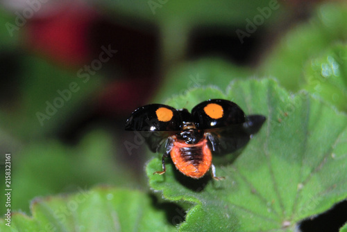Foto 飛び立つ瞬間のナミテントウムシ　翅を広げた姿