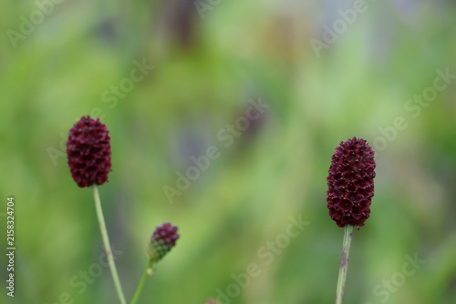 фотографія The Sanguisorba (burnet) flower, which blooms in Japan from summer through autum