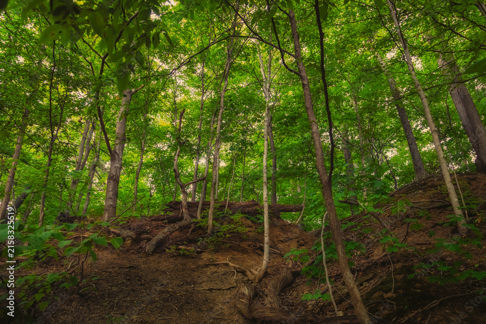 Naklejka premium Lush green forest canopy over earthen slope