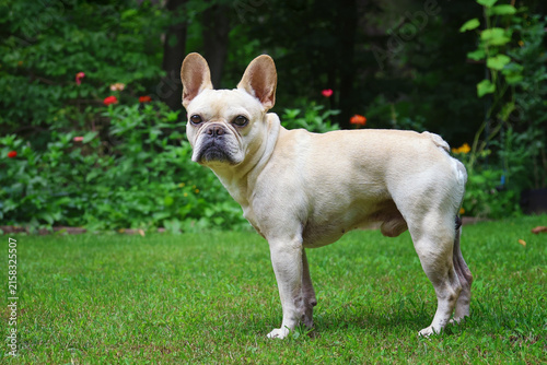 Cute  French Bulldog standing on green grass