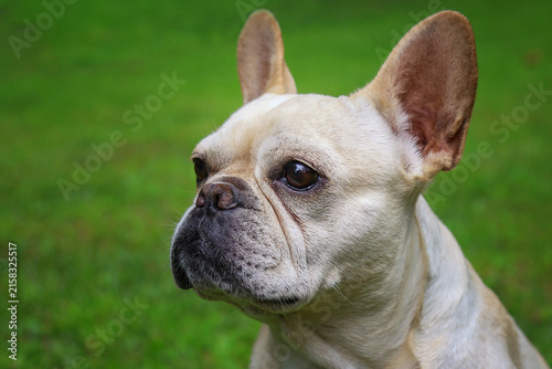 French bulldog portrait looking away