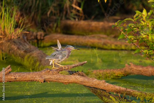 Green heron perched on mossy log in swamp
