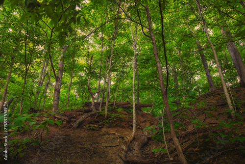 Lush green forest canopy over earthen slope