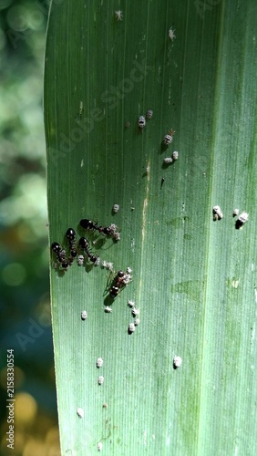 Obraz na płótnie Ants on a Green Leaf
