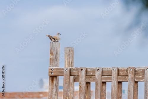 Various wildlife scenes featuring ducks swimming in a calm lake, vibrant birds perched on tree branches, and serene wetland landscapes under natural daylight