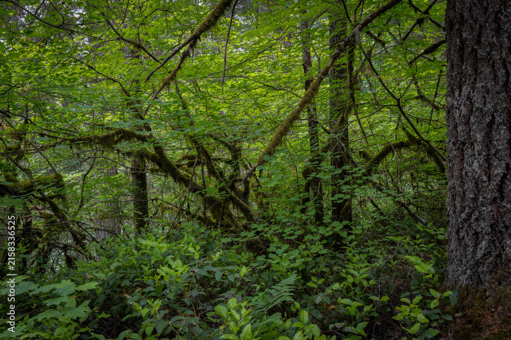Obraz premium Dense green forest with trees and plants during daytime