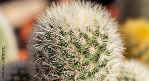 Close up of a spiny green cactus in a garden.