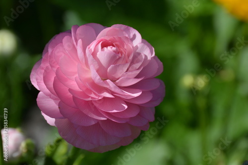 Beautiful pink peony flower in full bloom