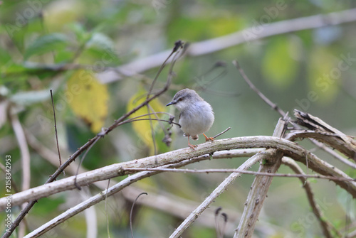Canvas Print The jungle prinia (Prinia sylvatica) is a small passerine bird, a warbler in the family Cisticolidae