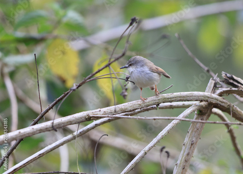 Canvas Print The jungle prinia (Prinia sylvatica) is a small passerine bird, a warbler in the family Cisticolidae