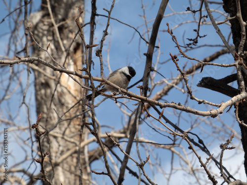 A black-capped chickadee perched among bare, budding branches against a clear blue sky. Natural wildlife portrait of a small songbird foraging in a winter or early spring forest