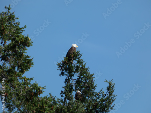Two bald eagles perched in a tall pine tree against a clear blue sky, with one perched high at the peak and another visible below. Majestic wild nature scene.