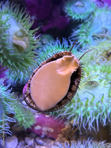 A detailed close-up of a limpet or abalone adhering to glass, showing its soft foot and spiky shell margin against a colorful background of vibrant sea anemones in a marine aquarium.