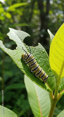 Colorful caterpillar resting on green leaf in nature.
