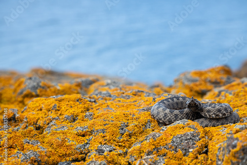 Quadro su tela Nose-horned viper (Vipera ammodytes)