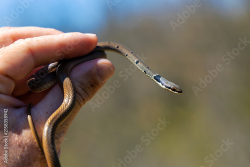 Platyceps collaris snake. Man catch The rarest snake in Europe.