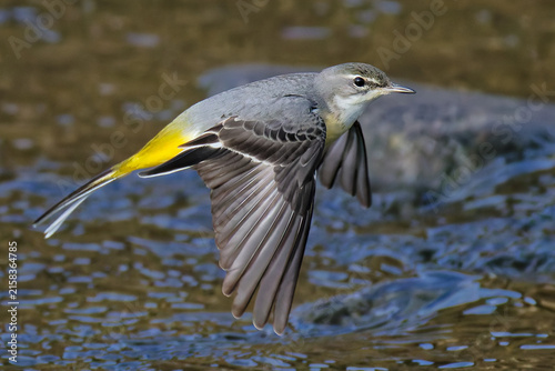 川辺を飛行するキセキレイ(Grey Wagtail)