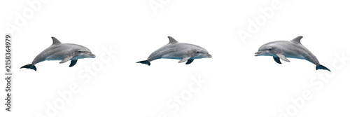 Photography Set of jumping dolphins marine mammals ocean wildlife swimming aquatic animals i
