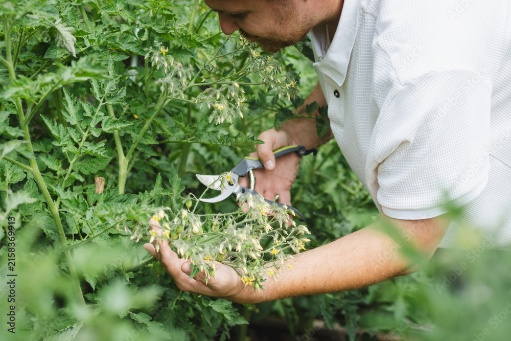 Fototapeta premium Gardener checking growing tomato plants in a raised garden bed, caring for vegetables in a backyard garden.