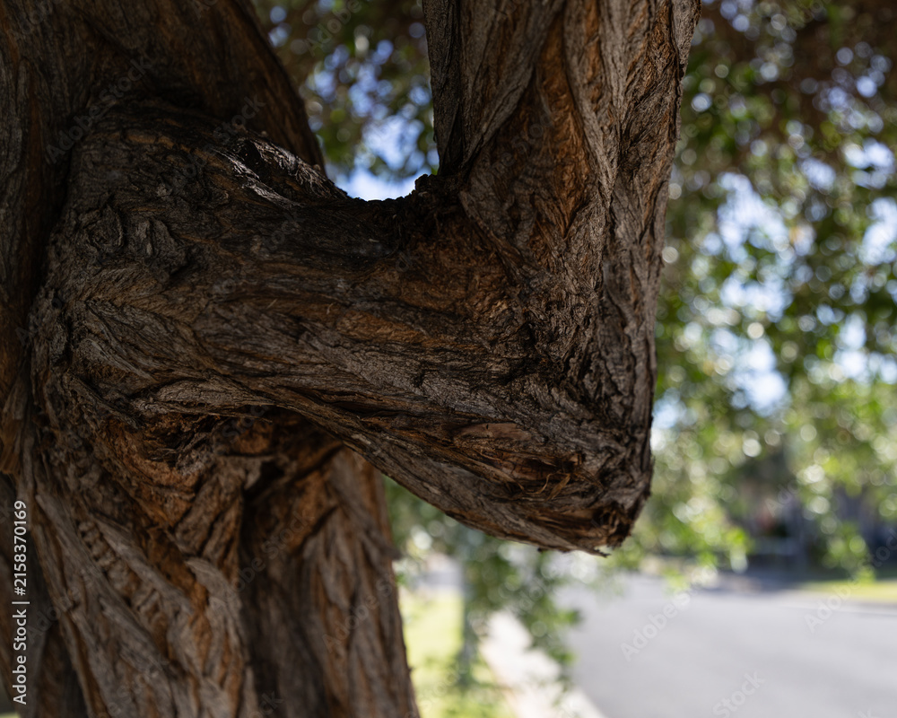 Fototapeta premium Curved tree branch forming an elbow shape