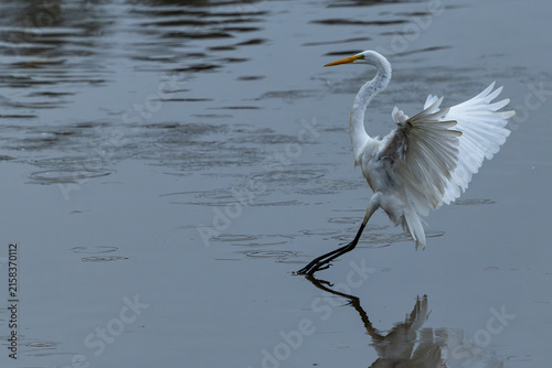 Foto Great egret landing in a pond