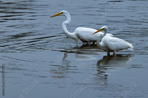 A pair of great egrets fishing in a pond