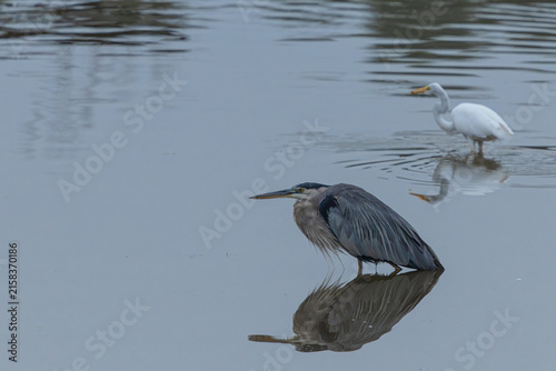 Blue heron stalking a meal