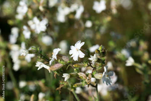 white campion,  Silene latifolia flowers closeup selective focus
