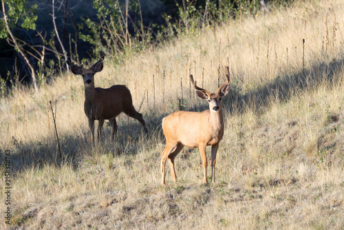 Canvastavla Mule Deer Bucks