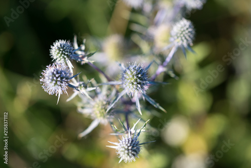 blue eryngo, flat sea holly,
Eryngium planum summer flowers closeup selective focus