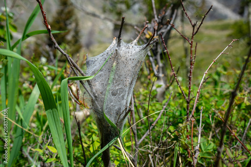 Canvastavla Natural white web cocoon spun on small branches among green foliage outdoors on