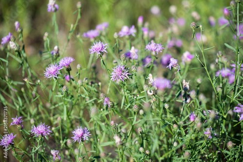 brown knapweed, Centaurea jacea, summer flowers closeup selective focus