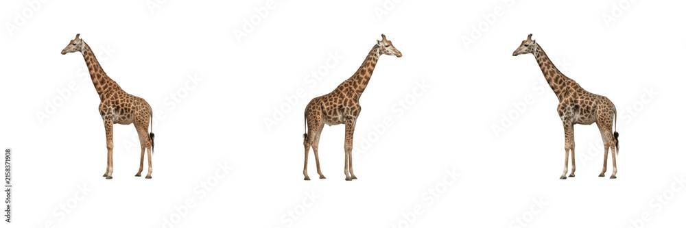 Obraz premium Wild giraffe standing and looking sideways isolated on white background stock PNG graphic asset