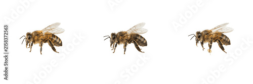 Quadro su tela Busy honeybee insect gathering pollen and flying isolated on white background st