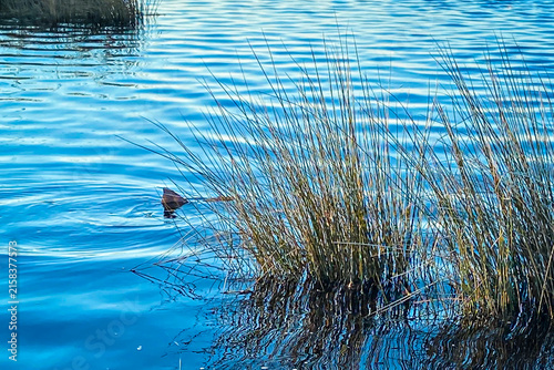 Photography Close-up of a calm water scene with tall marsh grasses and the subtle movement of rippling reflections and tailing redfish evoking a sense of tranquility and natural beauty