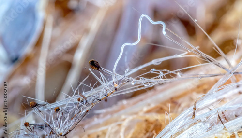 Intricate Macro Photograph Captures Tiny Insect Perched on Delicate Fibers Revealing Natural Wonders