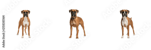 Fotografie Set of Boxer dogs isolated on transparent background, muscular fawn and white ca