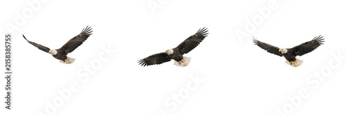 Set of bald eagles isolated on transparent background, majestic flying birds of prey with white heads and brown wings for wildlife and nature design projects