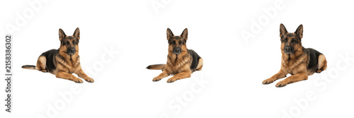Canvas Print Set of German Shepherd dogs isolated on transparent background alert guard dogs
