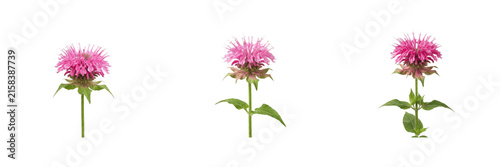 Set of pink bee balm flowers isolated on transparent background beautiful monarda blossom heads with green stems and leaves for floral design projects and botanical compositions
