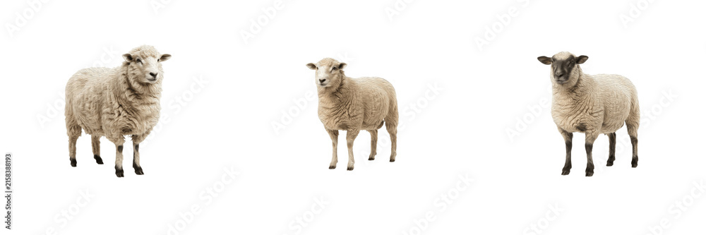 Fototapeta premium White Sheep Standing Cutout Isolated Farm Animal Woolly Lamb Livestock Agriculture Clipart Collection Graphic Element Set PNG