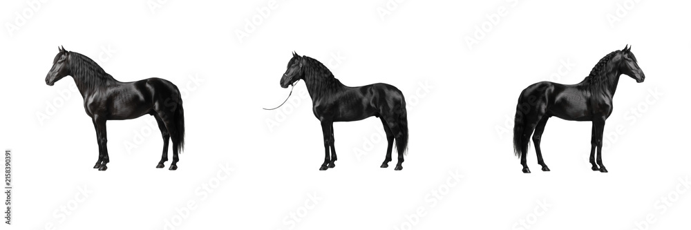 Fototapeta premium Set of black horse stallion equestrian animal collection isolated on transparent PNG background