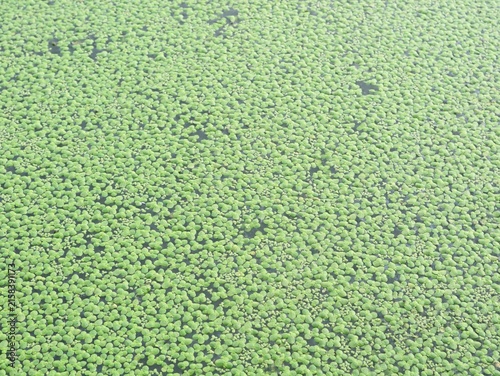 Obraz na plátne Dense green duckweed (Lemna minor) plants covering calm water surface outdoors