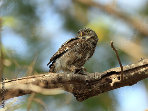 Photography Asian barred owlet (Glaucidium cuculoides cuculoides), also known as the cuckoo owlet, is a species of pygmy owl