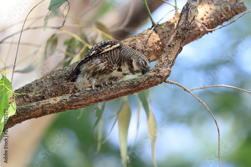 Photography Asian barred owlet (Glaucidium cuculoides cuculoides), also known as the cuckoo owlet, is a species of pygmy owl