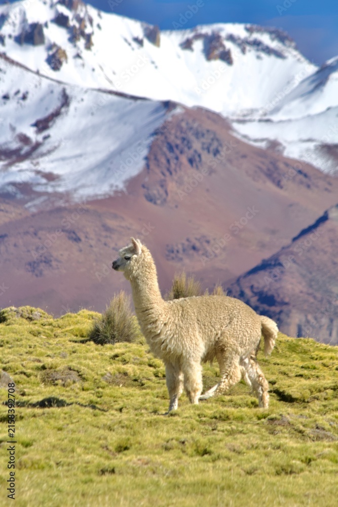 Naklejka premium Alpacas in the Andes of Bolivia