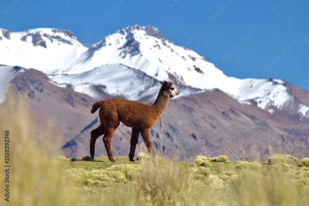 Naklejka premium Alpacas in the Andes of Bolivia