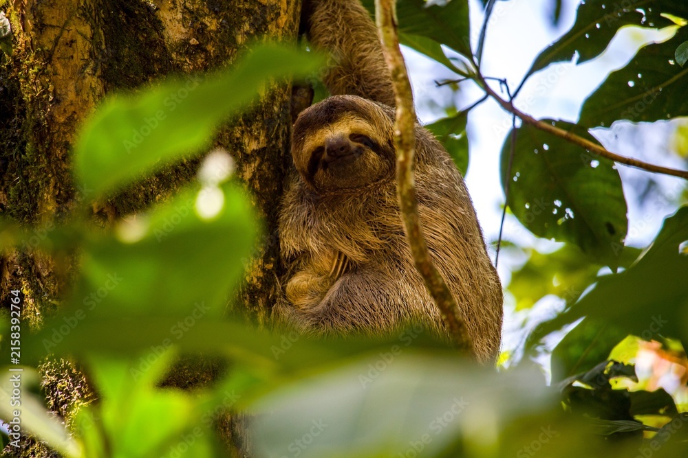 Naklejka premium Sloth in Costa Rica